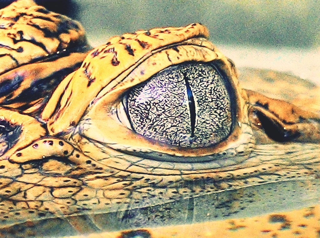Los cocodrilos son tan letales gracias a sus ojos