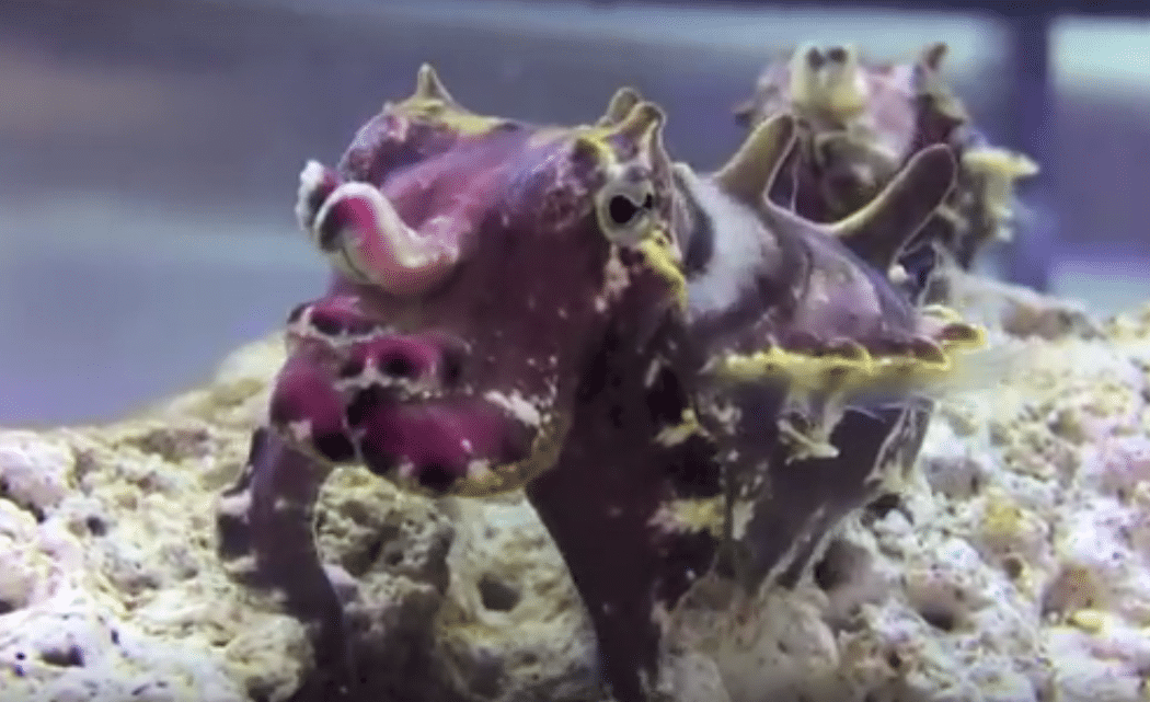 La sepia extravagante, ¿el animal marino más bello?
