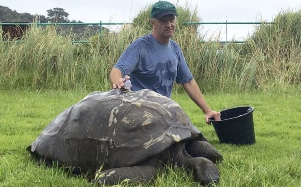La tortuga más vieja del mundo toma su primer baño
