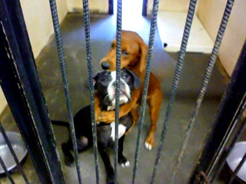 La verdadera historia de los dos perros que salvaron la vida gracias a un abrazo