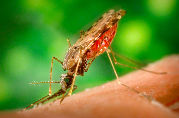 Crisis resucita la malaria