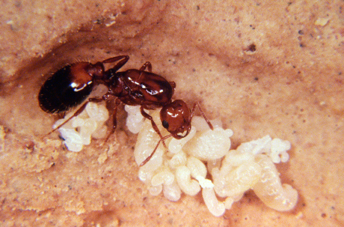 Invasión de hormigas