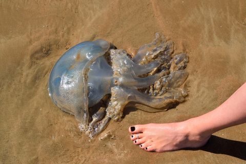 ¿Sabes cómo actuar si te pica una medusa?