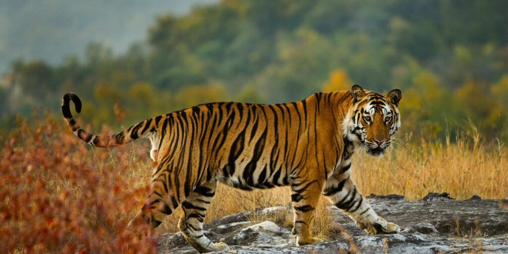 La mejor noticia para los tigres 1 large tiger in bandhavgarh national park madhya royalty free image 163243396 1564517168 La mejor noticia para los tigres
