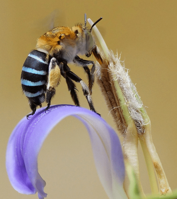 Las abejas asesinas se han vuelto más “amables»