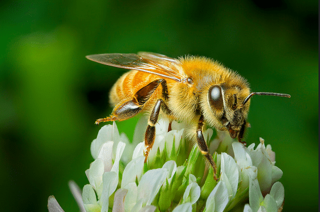Las abejas entienden el concepto del cero