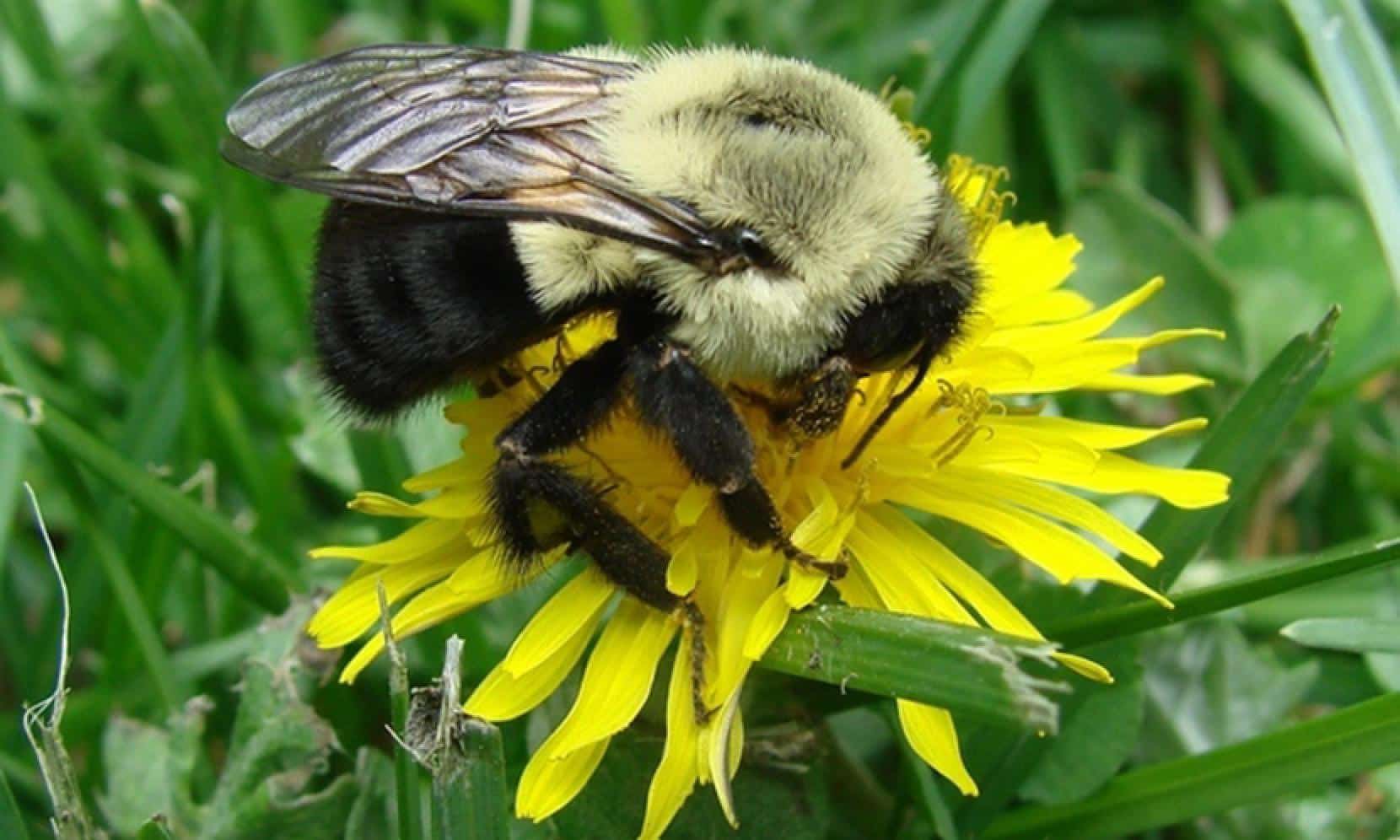 Las abejas llevan 80 millones de años con los mismos microbios en la tripa