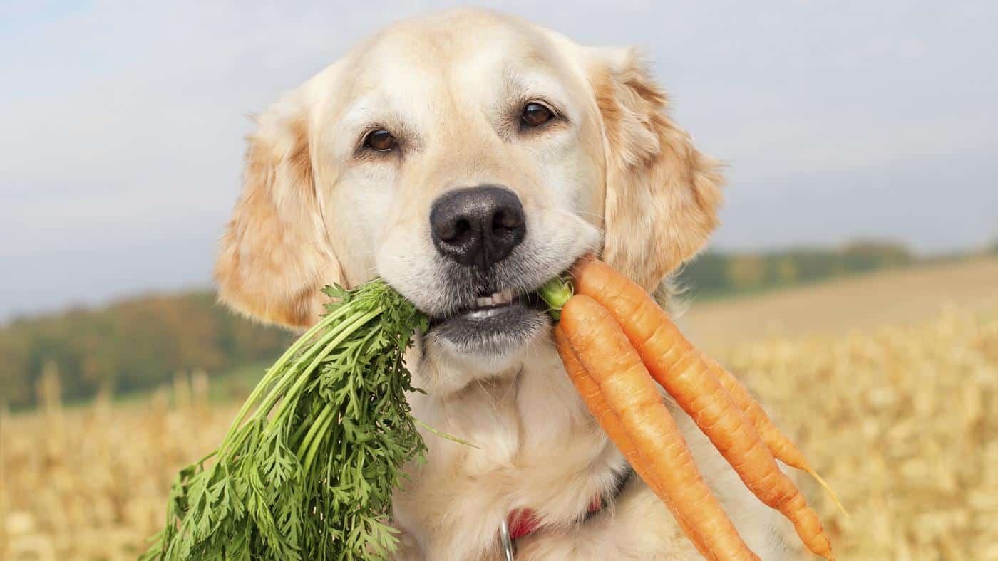 Las alergias alimenticias en mascotas son tan frecuentes como en los seres humanos