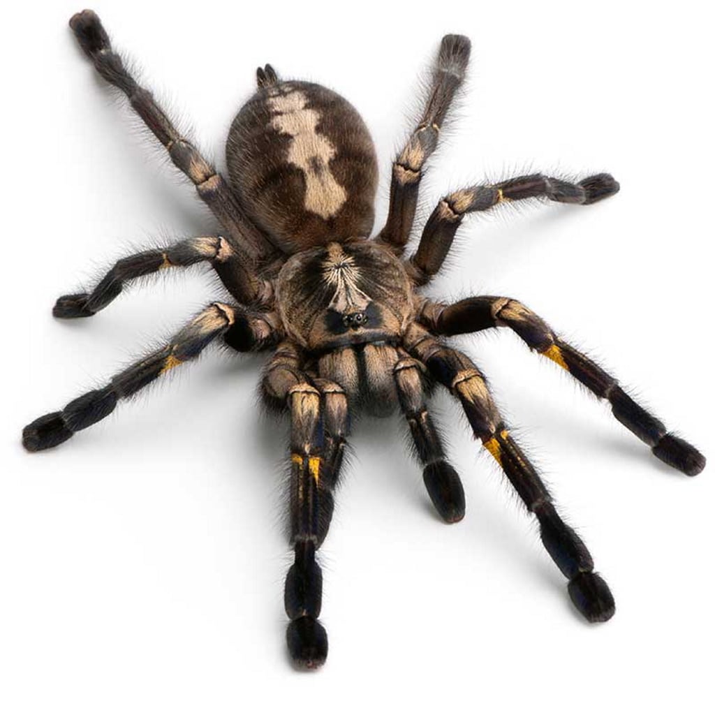 Las arañas tardarían menos de un año en comerse a todos los humanos