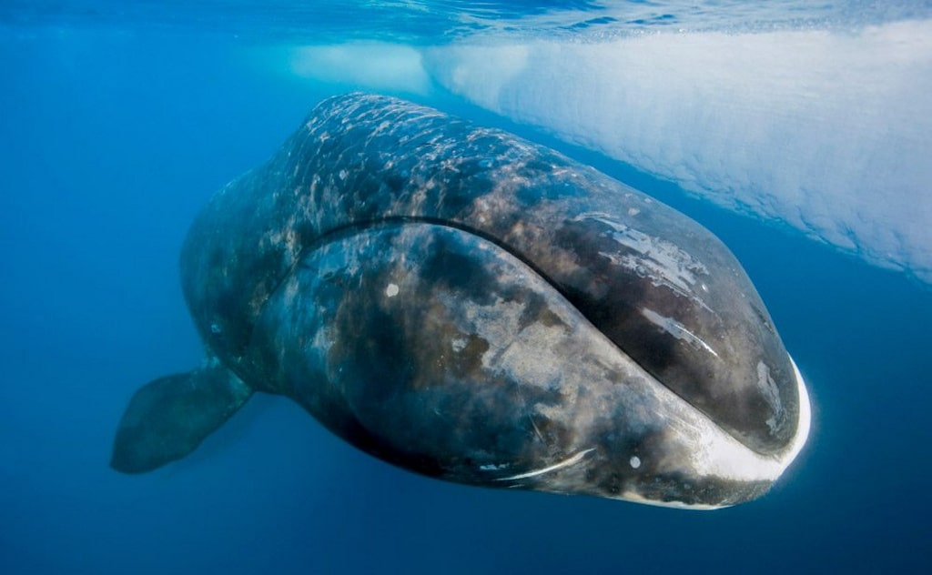 Las ballenas boreales son los músicos de jazz del océano