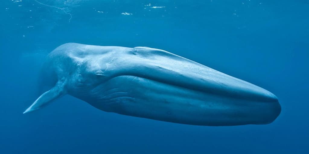 Las ballenas se están volviendo zurdas. ¿Es por culpa nuestra?