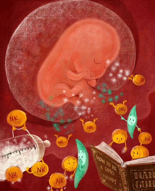 Las células inmunes alimentan al feto en las primeras etapas del embarazo