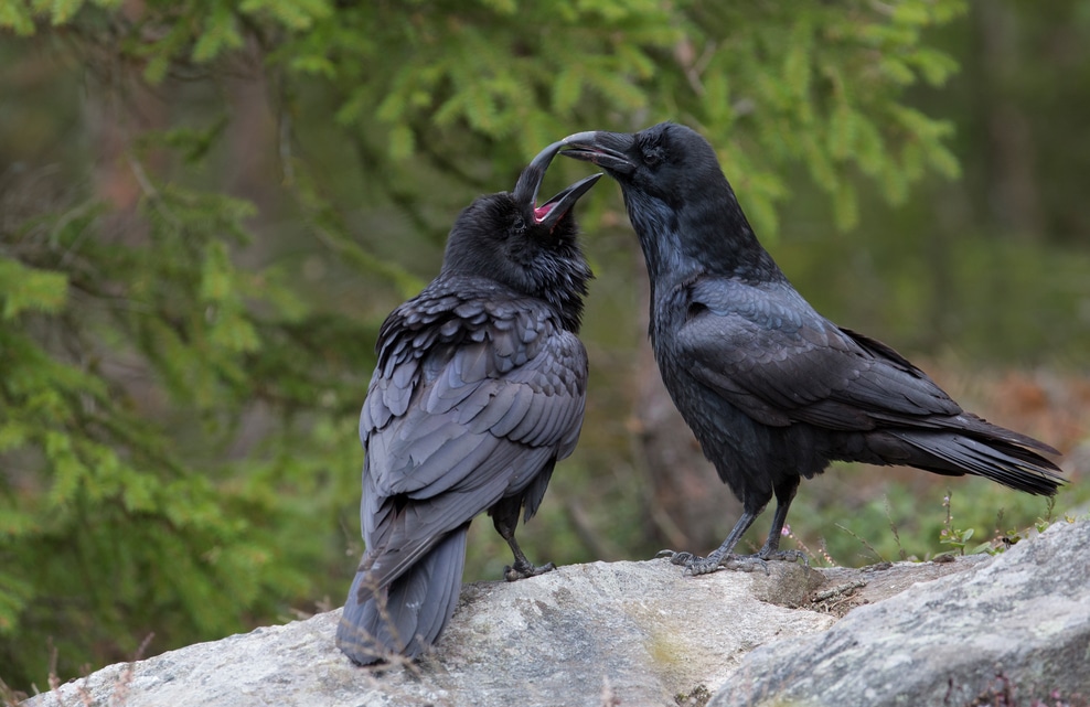 Las dos especies de cuervos que se han fundido en una sola
