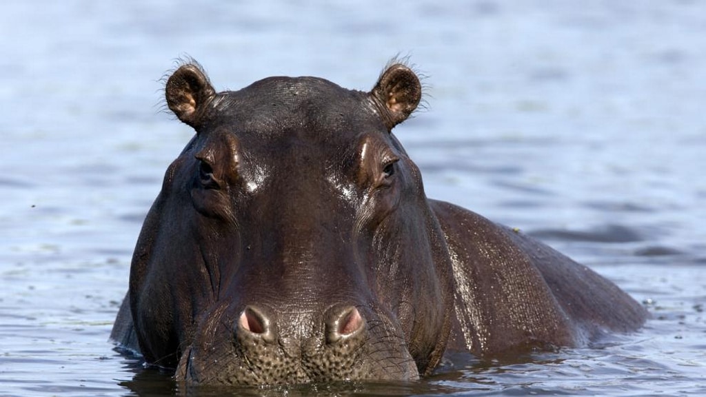 Las heces de hipopótamo están matando a los peces de un río de África