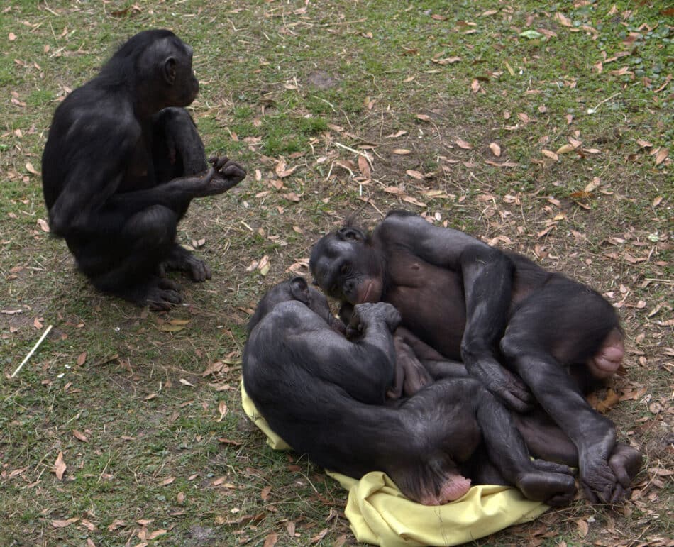 Las hembras de bonobo prefieren a machos atractivos para procrear