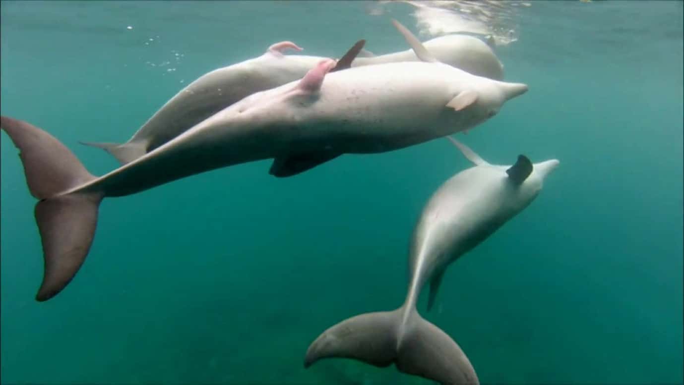 Las hembras de delfín tienen la vagina blindada