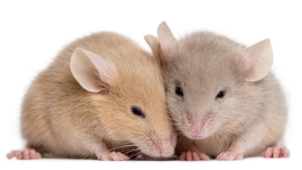 Las hembras de ratón valoran más la forma que el tamaño del pene