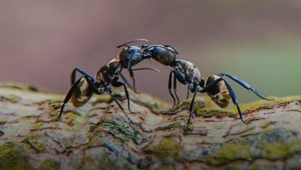 Las hormigas cuando besan, besan de verdad