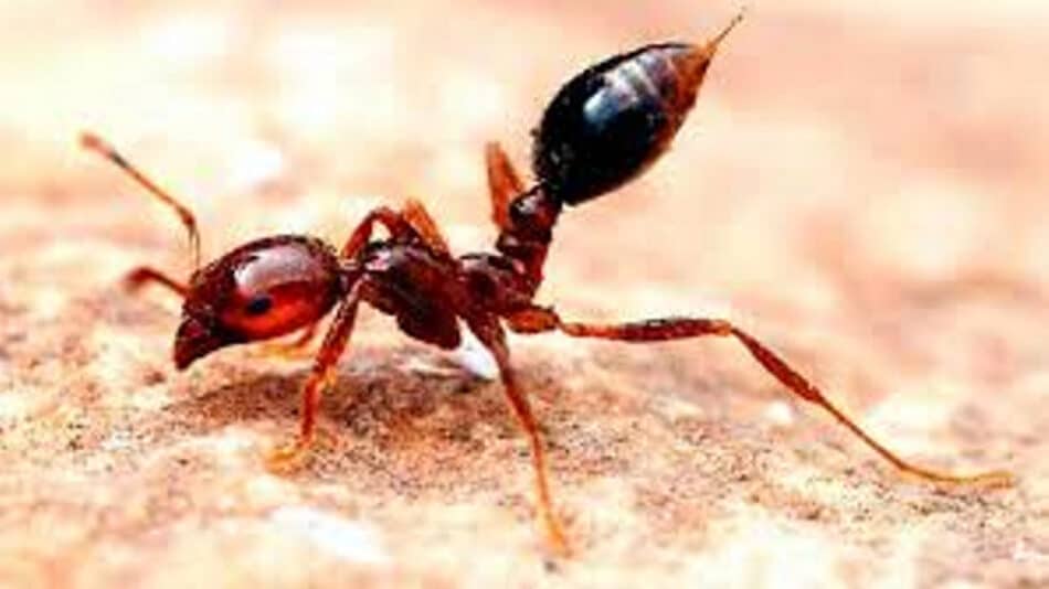 Las hormigas de fuego quieren invadir Japón