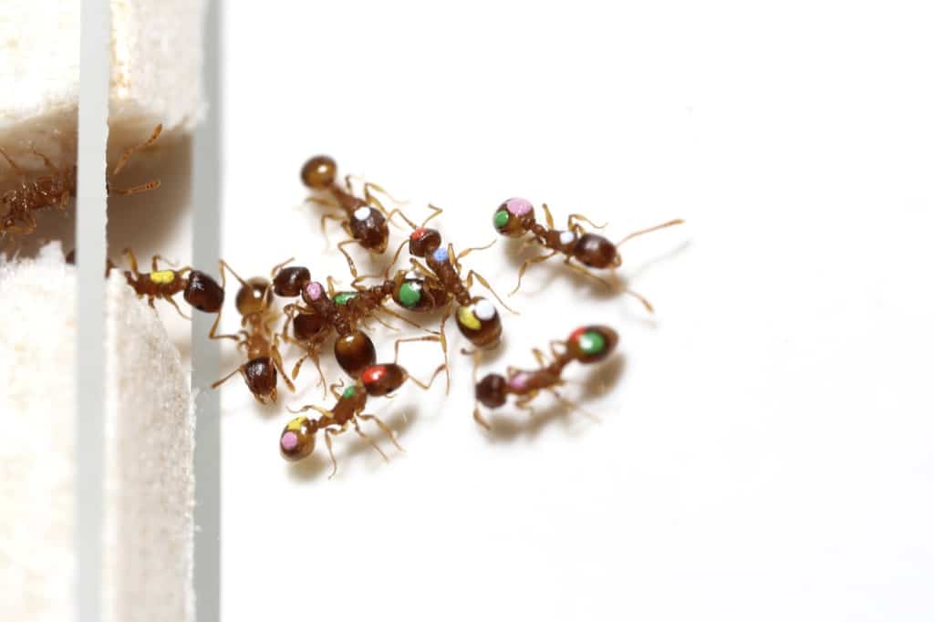 Las hormigas deciden en grupo