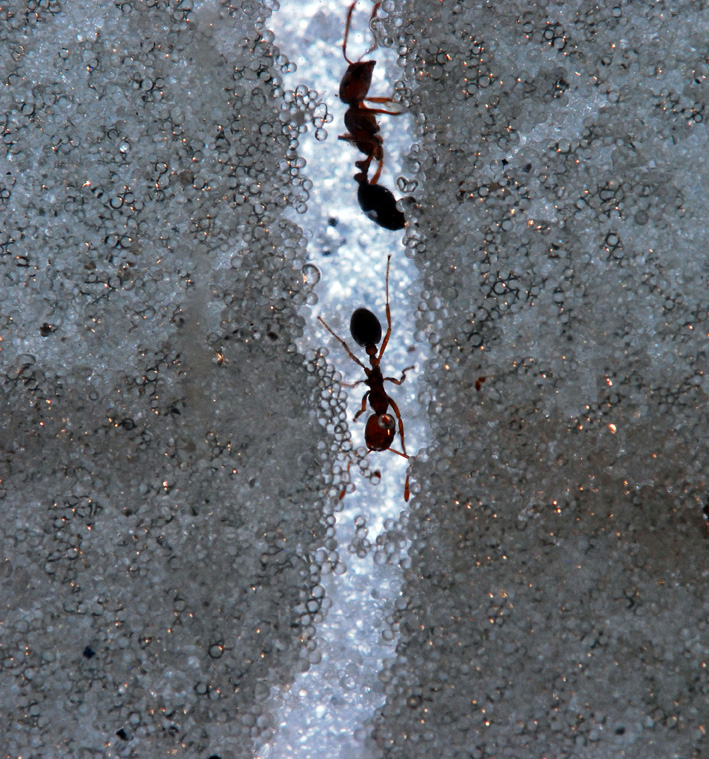 Las hormigas enseñan a hacer túneles a los ingenieros