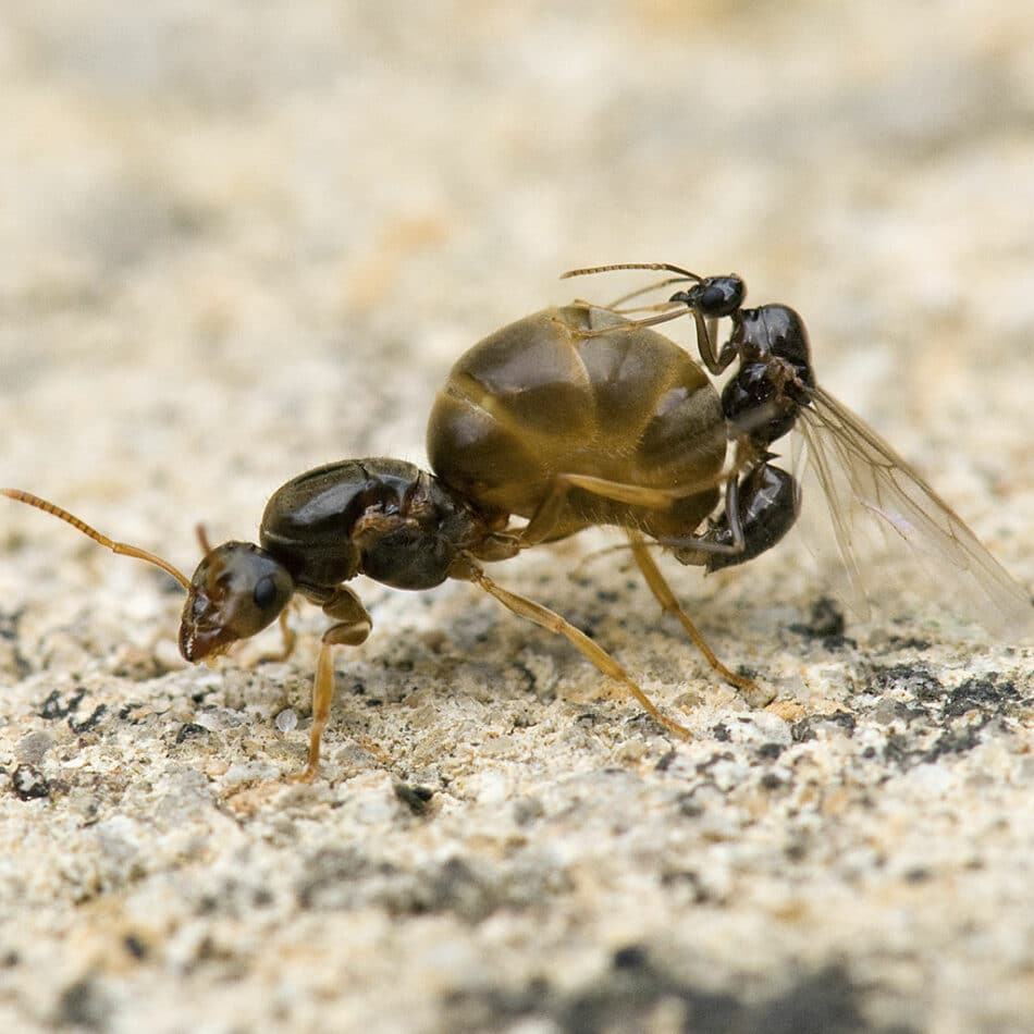 Las hormigas macho solo tienen sexo un día en toda su vida. Pero es un día brutal e intenso