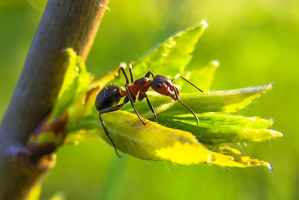 Las hormigas sacrifican a las enfermas para sobrevivir