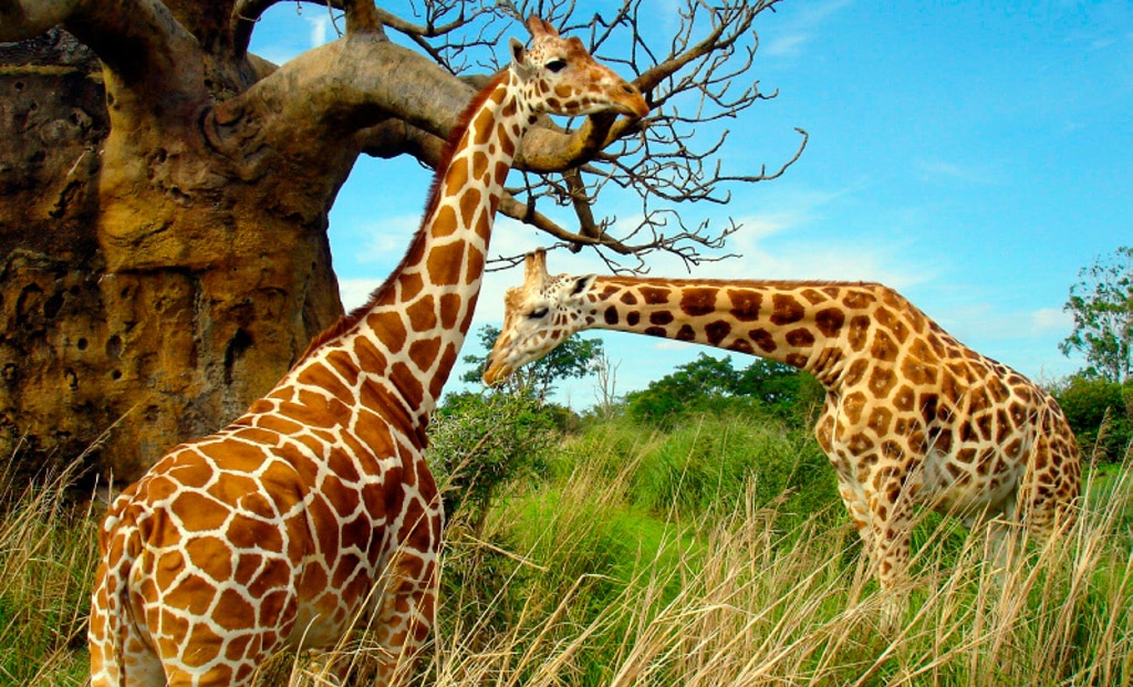 Las jirafas desconciertan a los científicos. ¿Por qué?