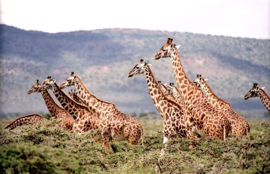 Las jirafas se extinguen amenazadas por las guerras