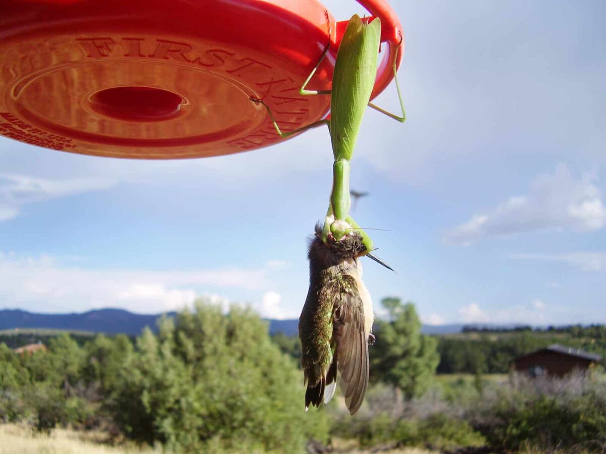 La brutal imagen de una mantis cazando un  colibrí