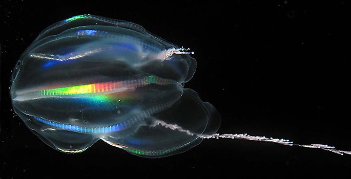 Las medusas fueron los primeros animales, no las esponjas