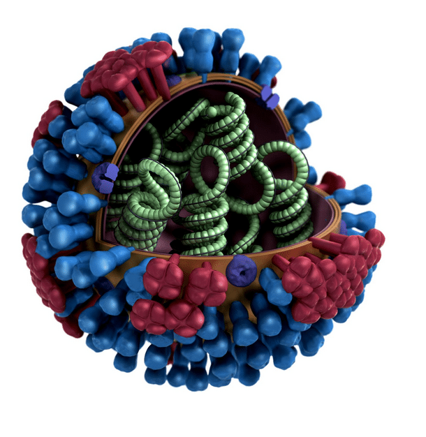 Las nanopartículas hacen posible una vacuna universal contra la gripe