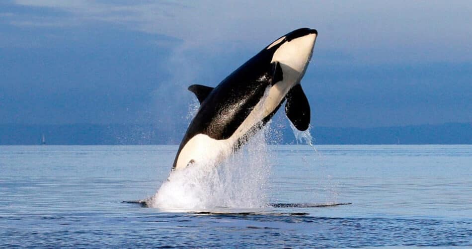 Las orcas de Alaska se han convertido en ladronas profesionales