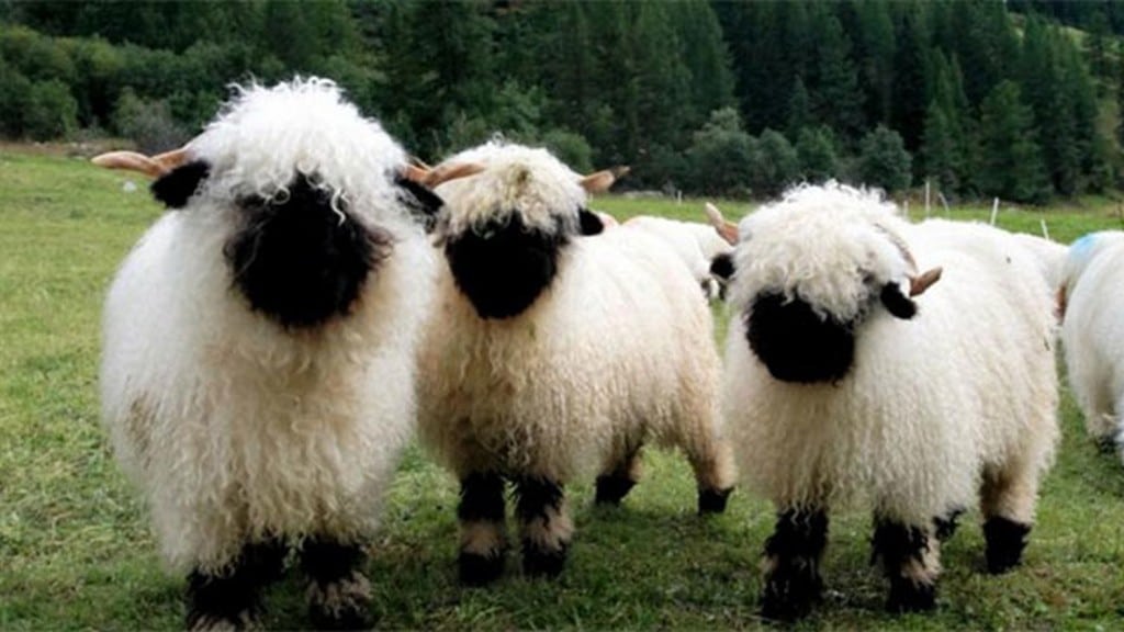 Las ovejas nos reconocen en fotos
