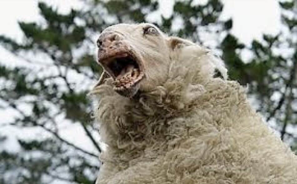 Las ovejas también sufren ansiedad