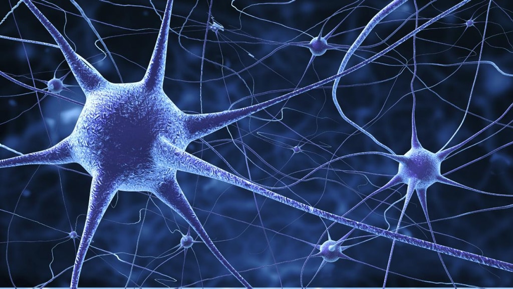 Las personas con mayor cociente intelectual tienen neuronas más grandes
