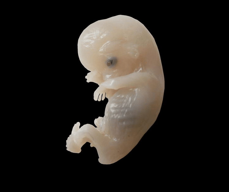Las primeras decisiones que configuran a un embrión humano