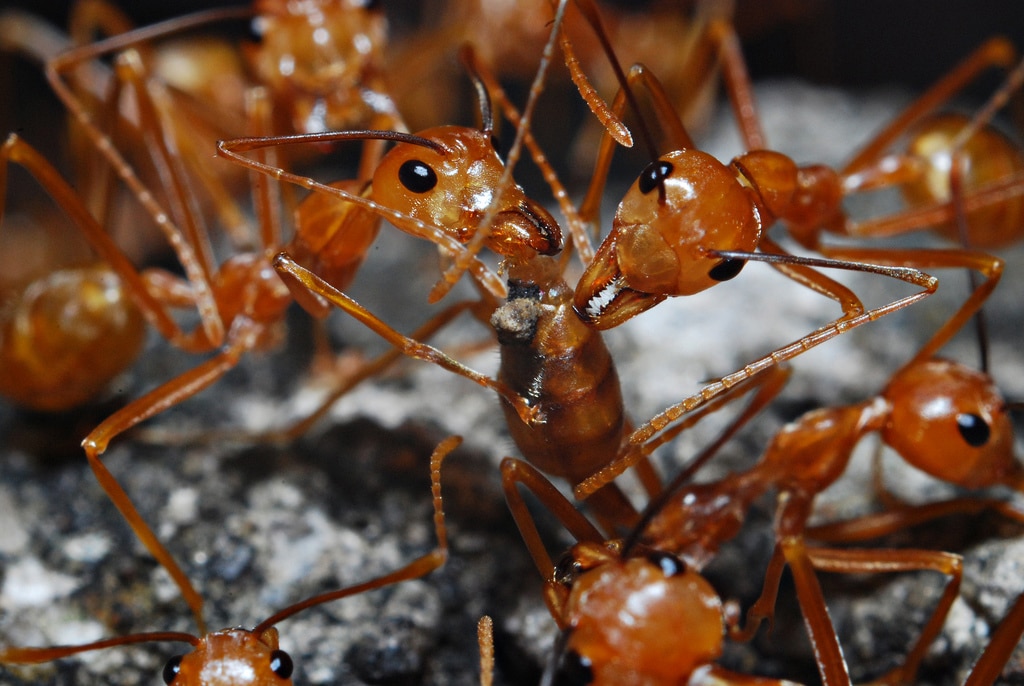 Las primeras hormigas modificadas genéticamente