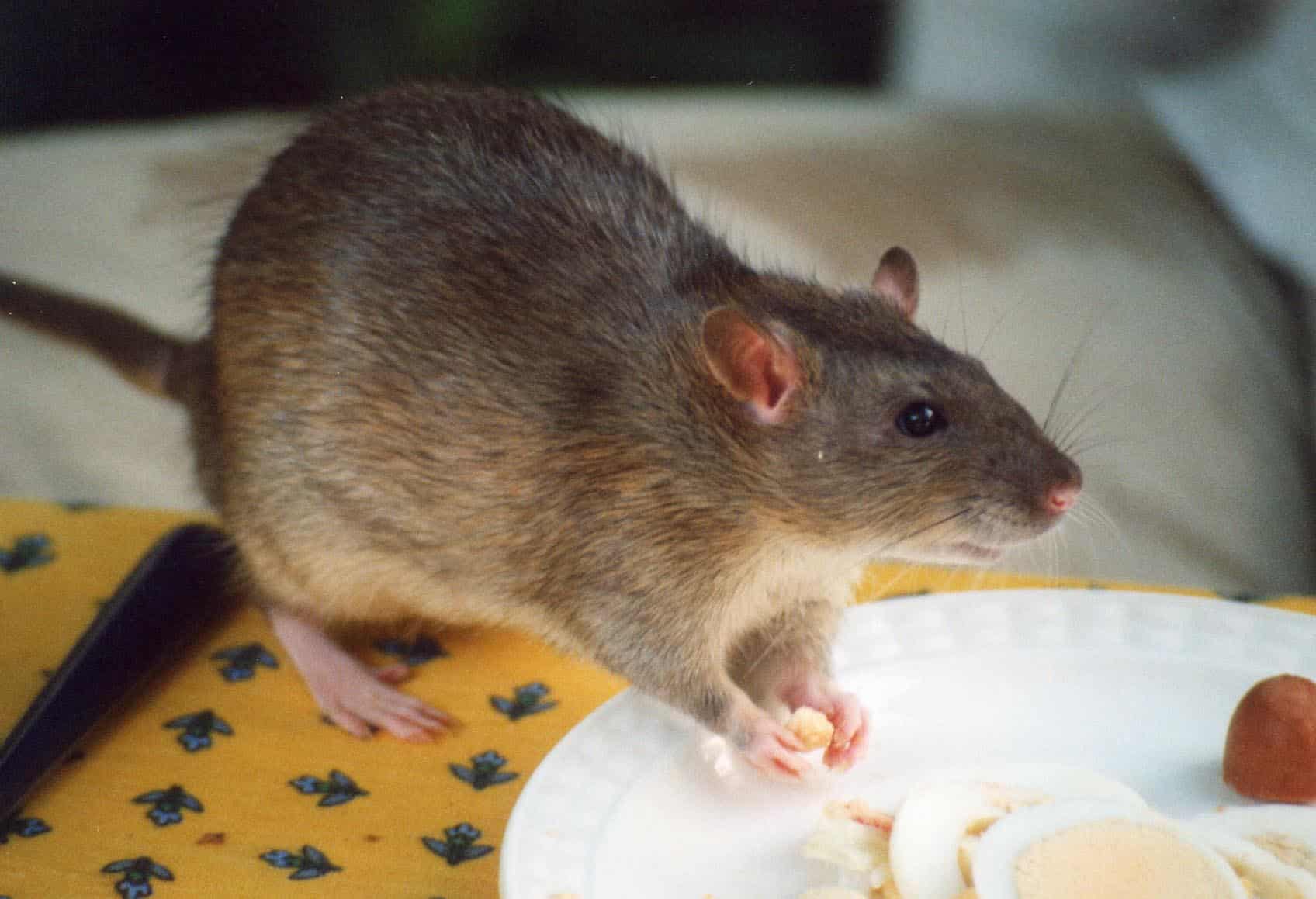 Las ratas de ciudad ganan la batalla a la ciencia