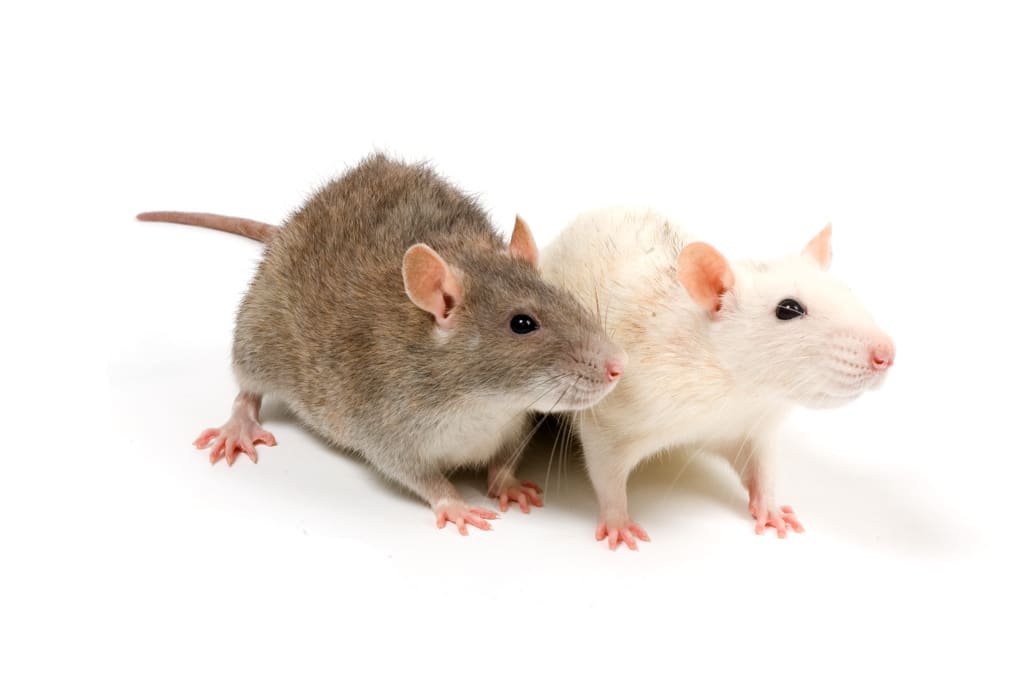 Las ratas pueden detectar la tuberculosis en niños