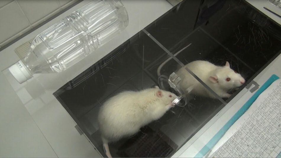 Las ratas salvan a su compañero antes que aceptar un chantaje