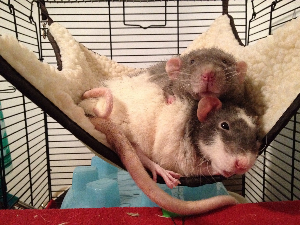 Las ratas también sueñan
