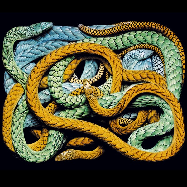 Las serpientes más hermosas del planeta