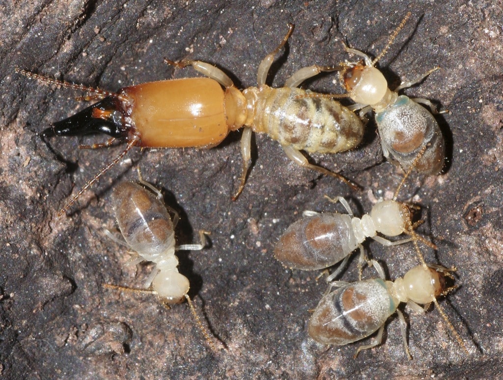 Las termitas kamikazes