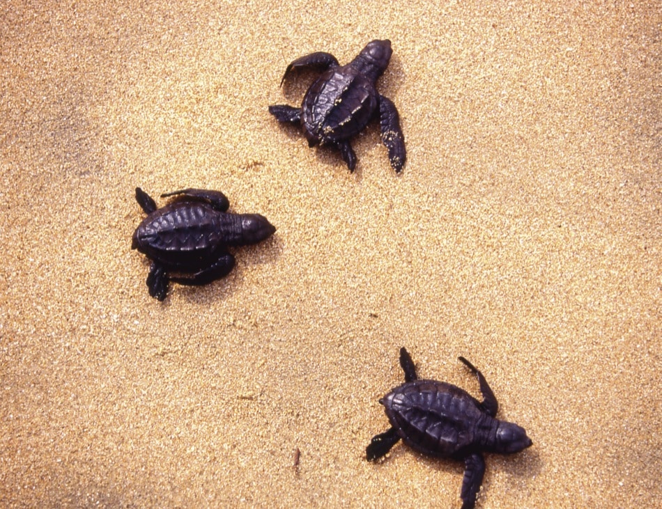 Las tortugas buscan el sol