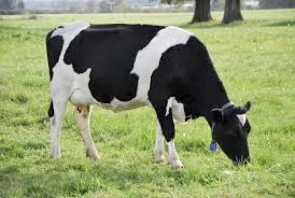 Las vacas podrían ayudar a prevenir el asma infantil