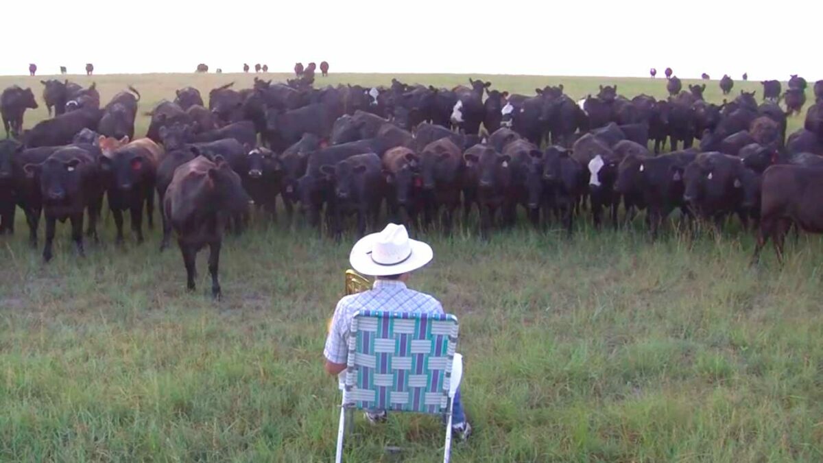 ¿Quieres conquistar a una vaca? ¡Tócale el trombón! (vídeo)