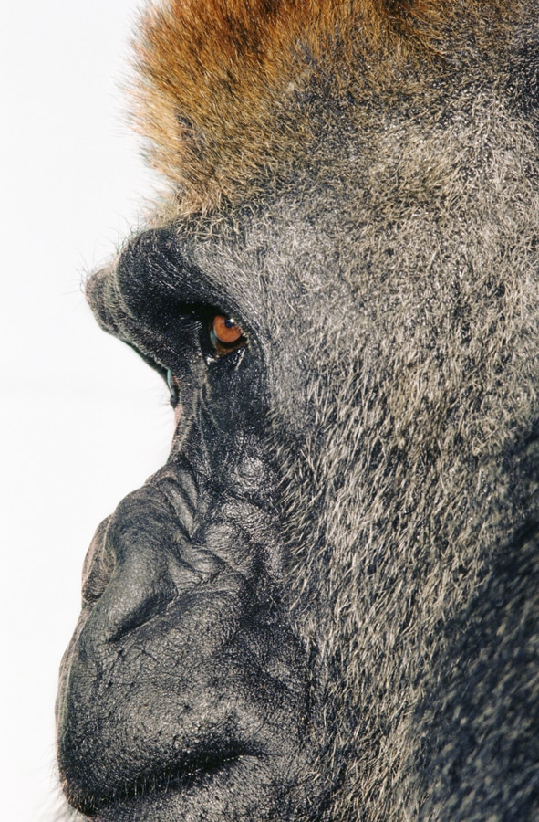 Leeremos el ADN del gorila