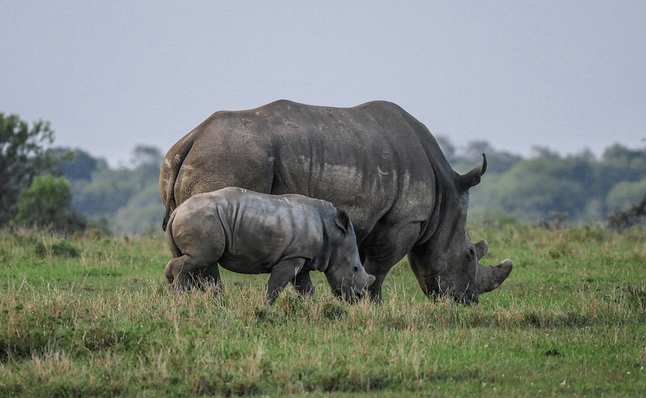 Legalizar el comercio de cuernos de rinocerontes