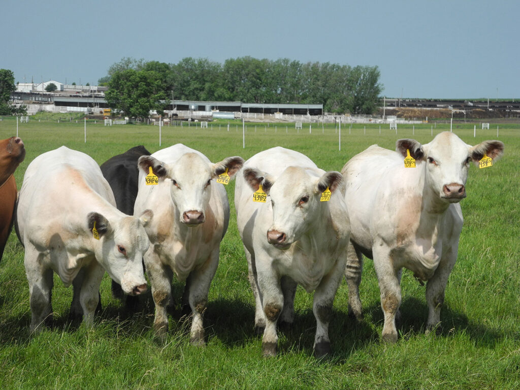 Legisladores de la Unión Europea respaldan la prohibición de clonar animales 1 legisladores de la union europea respaldan la prohibicion de clonar animales Legisladores de la Unión Europea respaldan la prohibición de clonar animales